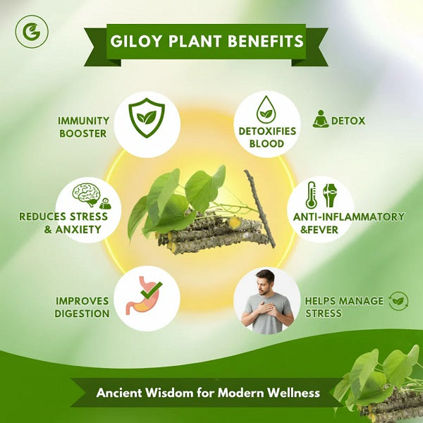 🌿 Ginger Detox Foot Patch Deep Cleansing & Wellness Support – Buy 1 Get 1 FREE |